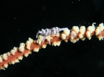 Whipcoral Shrimp